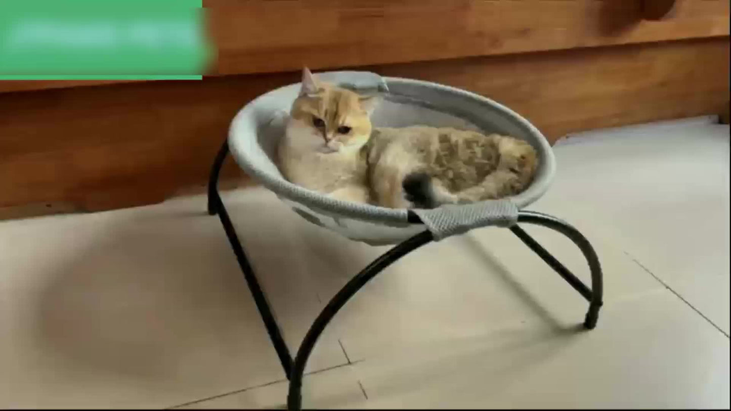 Alloy Steel Cat Hammock Bed, Free-Standing Pet Sleeping Bed, Easy Assembly, Washable, Stable Structure, Excellent Breathability, Indoor/Outdoor Use, Detachable Design for Cats