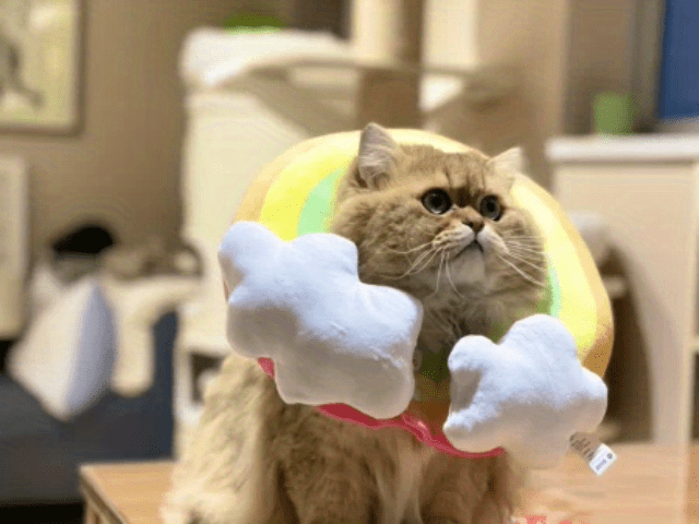 Zeze Cat Plush Rainbow Shape Soft Elizabethan Adjustable Collar For Cat Wound Healing Protective, Pet Elizabethan Collar For Cats, Mini Dogs And Rabbit