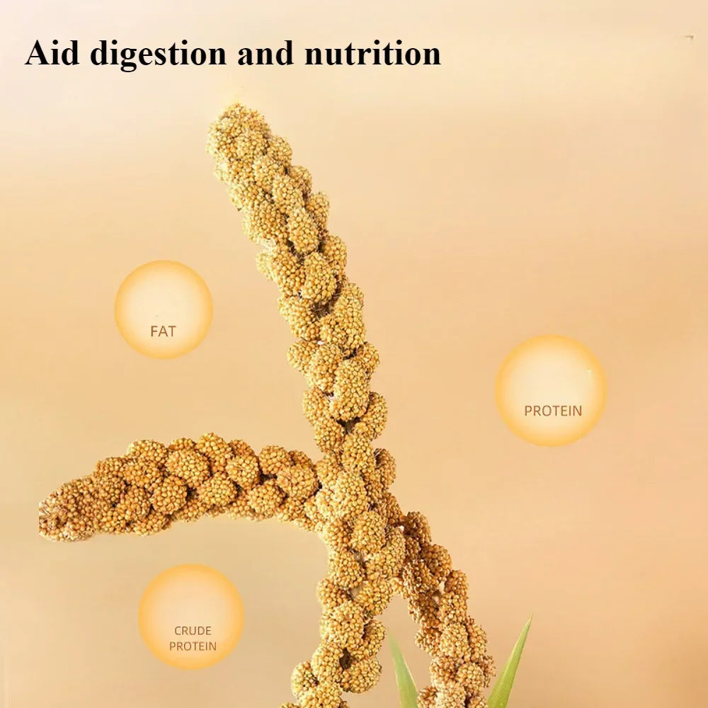 Parakeet snack grain with shell yellow millet Xuanphoenix tiger skin feed bird food bird food Wenbird pearl bird snack