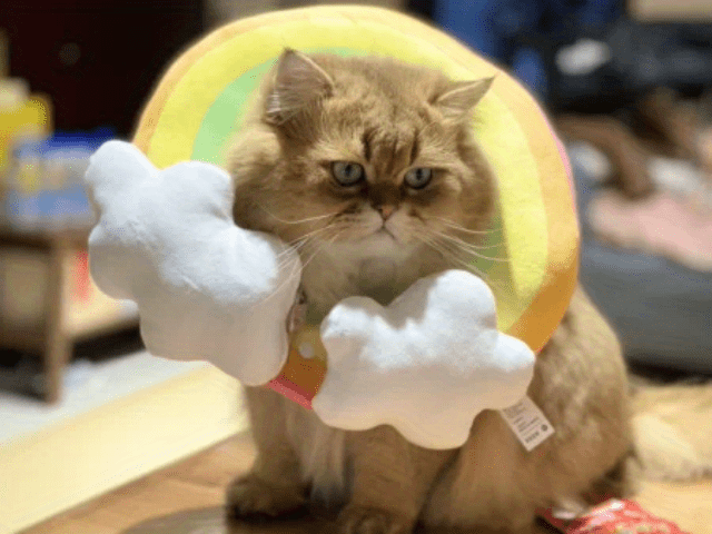 Zeze Cat Plush Rainbow Shape Soft Elizabethan Adjustable Collar For Cat Wound Healing Protective, Pet Elizabethan Collar For Cats, Mini Dogs And Rabbit