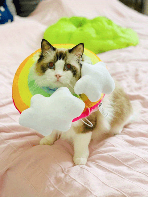 Zeze Cat Plush Rainbow Shape Soft Elizabethan Adjustable Collar For Cat Wound Healing Protective, Pet Elizabethan Collar For Cats, Mini Dogs And Rabbit