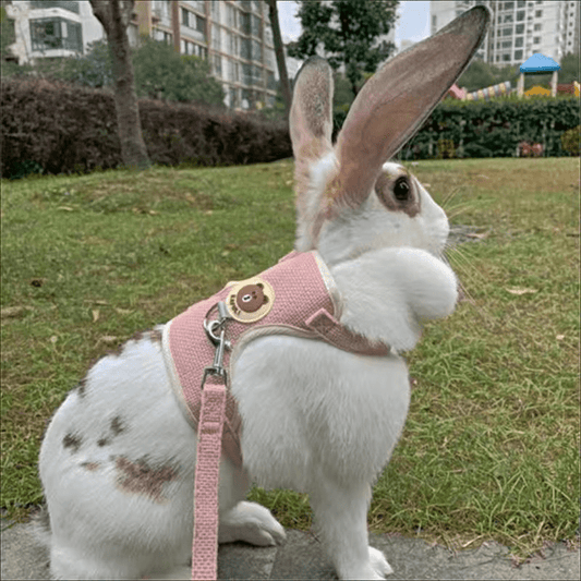 Breathable Mesh Comfort-Fit Harness with Leash - Adjustable Small Pet Vest for Rabbits, Cats & Dogs - Handwash Only, Ideal for Outdoor Walks, Rabbit Accessories