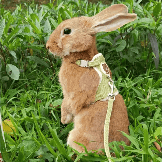 Breathable Mesh Comfort-Fit Harness with Leash - Adjustable Small Pet Vest for Rabbits, Cats & Dogs - Handwash Only, Ideal for Outdoor Walks, Rabbit Accessories