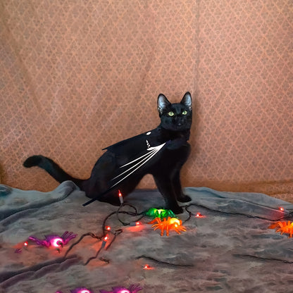 Pet Halloween Costume, Black Devil Bat, Adjustable Cat & Dog Outfit with White Wings & Eyes Print, Bat Wings, Claws, Cute Felt Fabric with Hook Closure, for Trick-or-Treat, Easter, Photo, Pet Role Play Party, Masquerade Ball