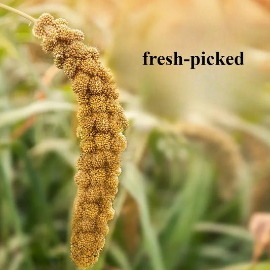 Parakeet snack grain with shell yellow millet Xuanphoenix tiger skin feed bird food bird food Wenbird pearl bird snack