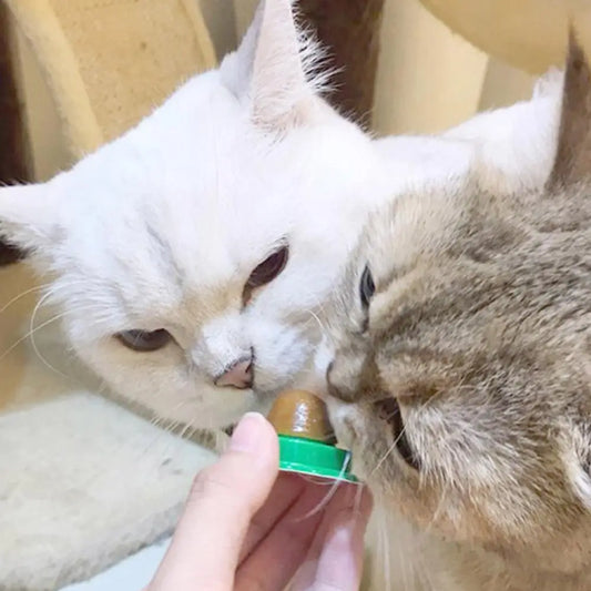 Cat Power Pill Energy Ball Catnip Healthy Nutrition Pasted Catnip Sugar Snacks Goods For Pet Products
