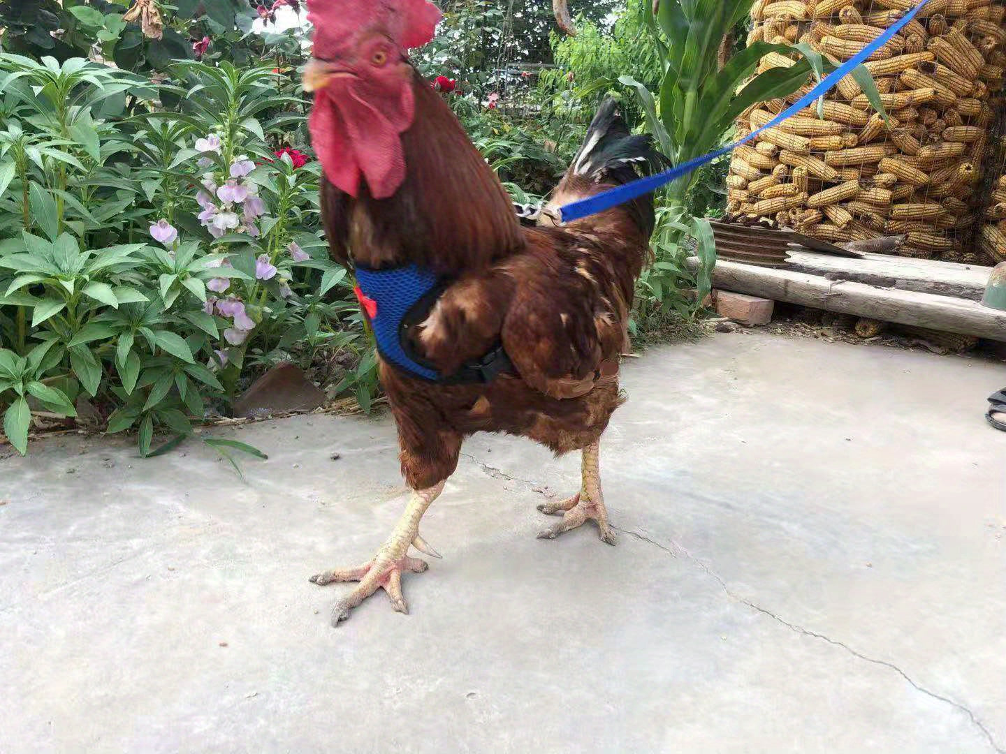 New Chicken Chest Harness Adjustable Chicken Leash Comfortable Breathable Elastic Chicken Vest for Poultry Pet Training Supplies