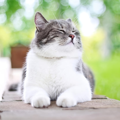 flea comb - Electric Flea Comb - Effective Flea & Egg Removal, Gentle Pet Care Design - Cats & Dogs - Pet Owners - For Safe & Easy Flea & Lice Control - Flea-Free Fur, Instantly!